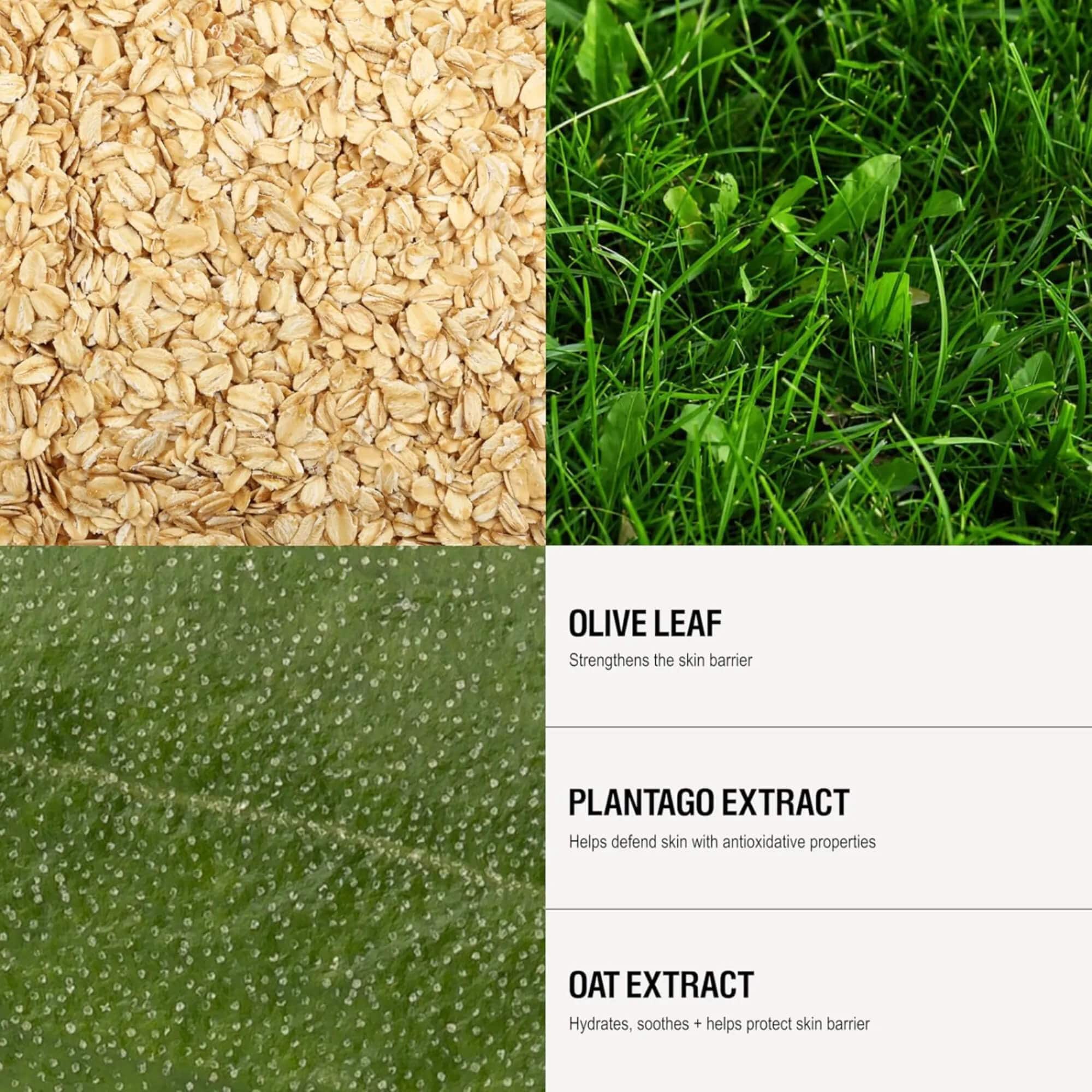 Oatmeal, grass, and oat extract with text on a white background