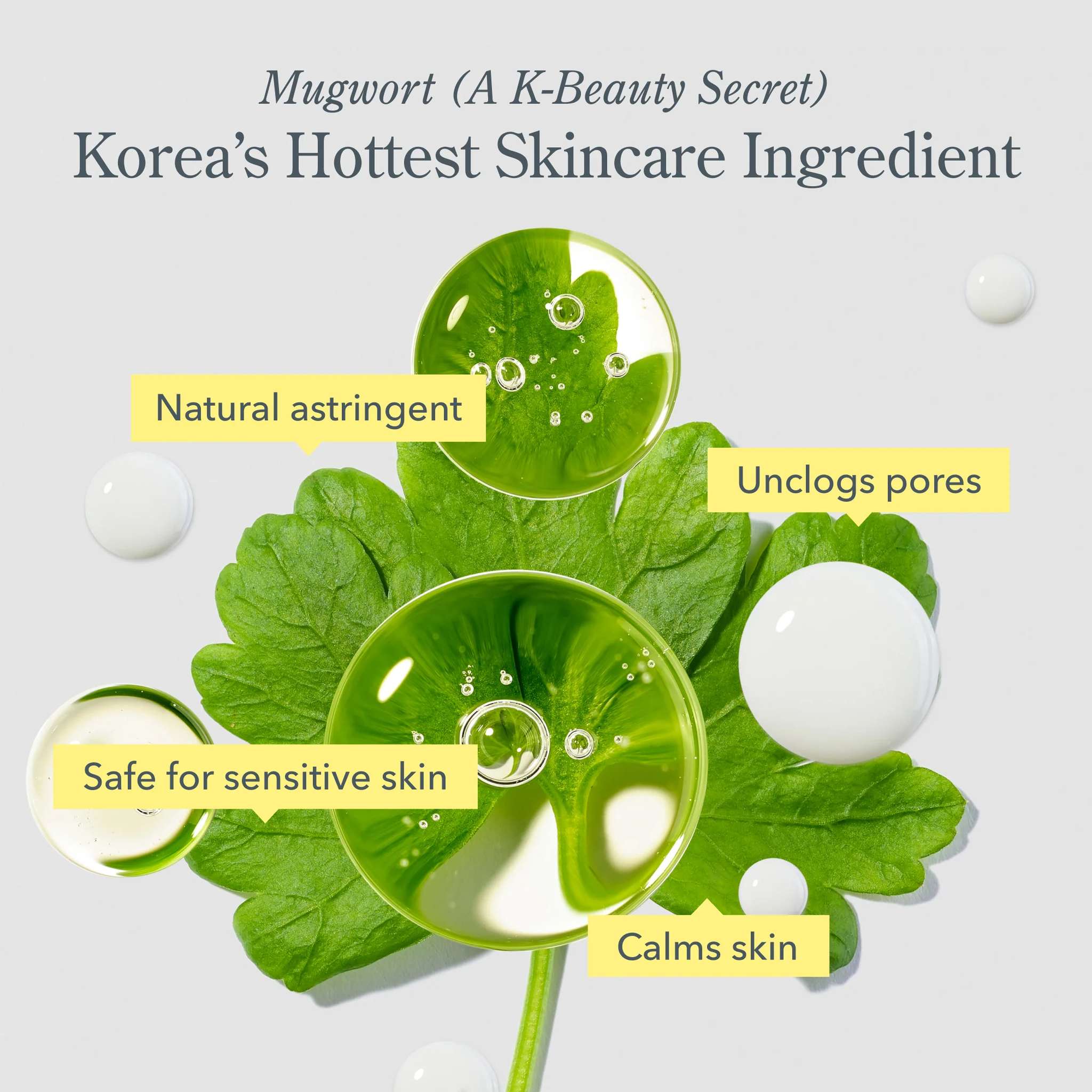 Mugwort leaves with droplets highlighting Korea's hottest skincare ingredient