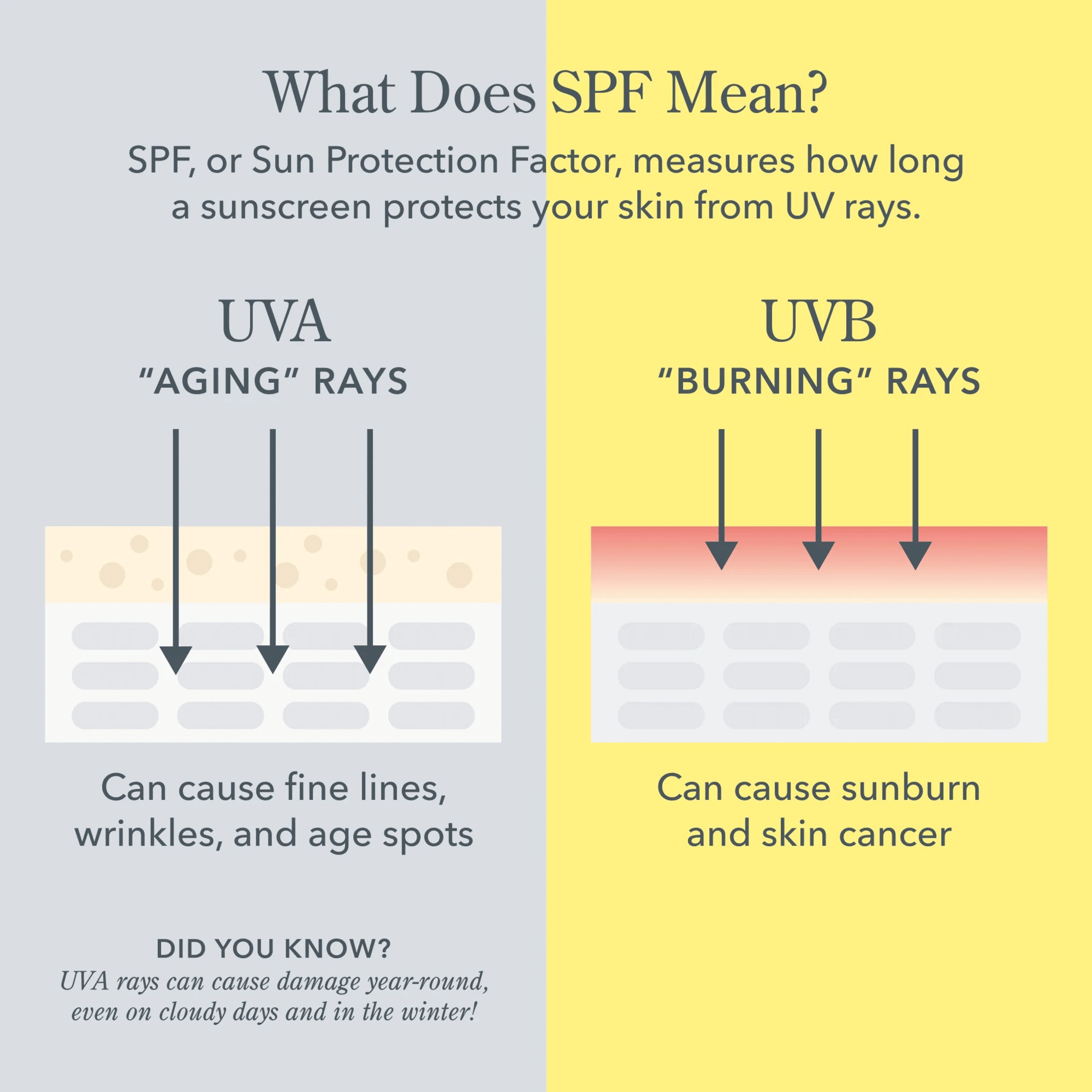 Infographic explaining how SPF protects skin from UVA aging rays and UVB burning rays