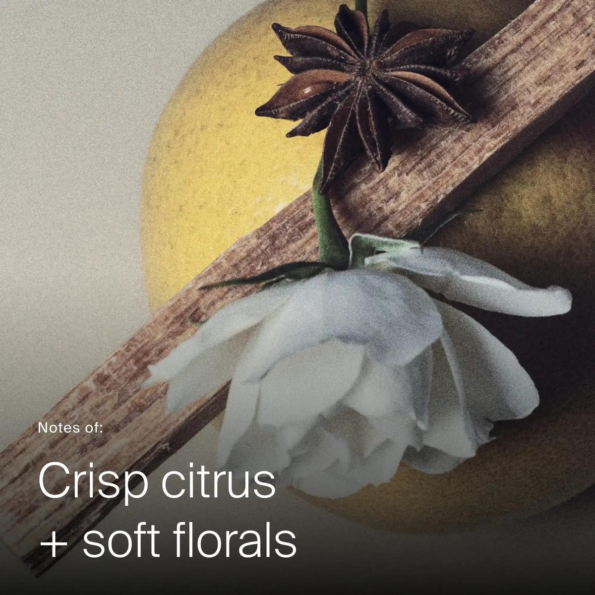 Star anise white flower wood and citrus fruit showing the crisp citrus and soft floral scent of Advanced Clean Dry Shampoo