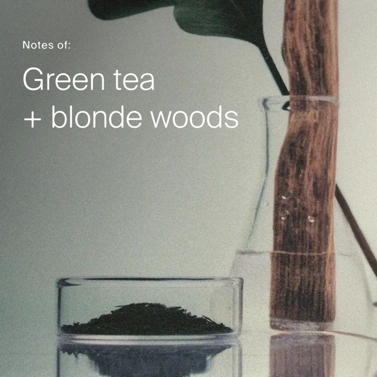 Green tea leaves and a wood stick in lab glass showing the green tea and blonde woods scent of Dry Scalp Treatment