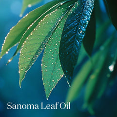Key ingredient Sanoma Leaf Oil dewy green leaves in Symbiome Rewind003 Postbiomic Oil