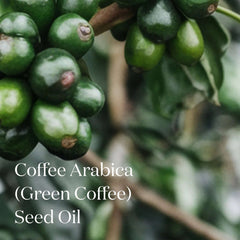 Close-up of green Coffee Arabica berries on branch highlighting the Green Coffee Seed Oil key ingredient in Symbiome The Luminary