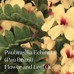 Key ingredient Paubrasilia Echinata Pau Brazil flower and leaf oil used in Symbiome The Premise body oil