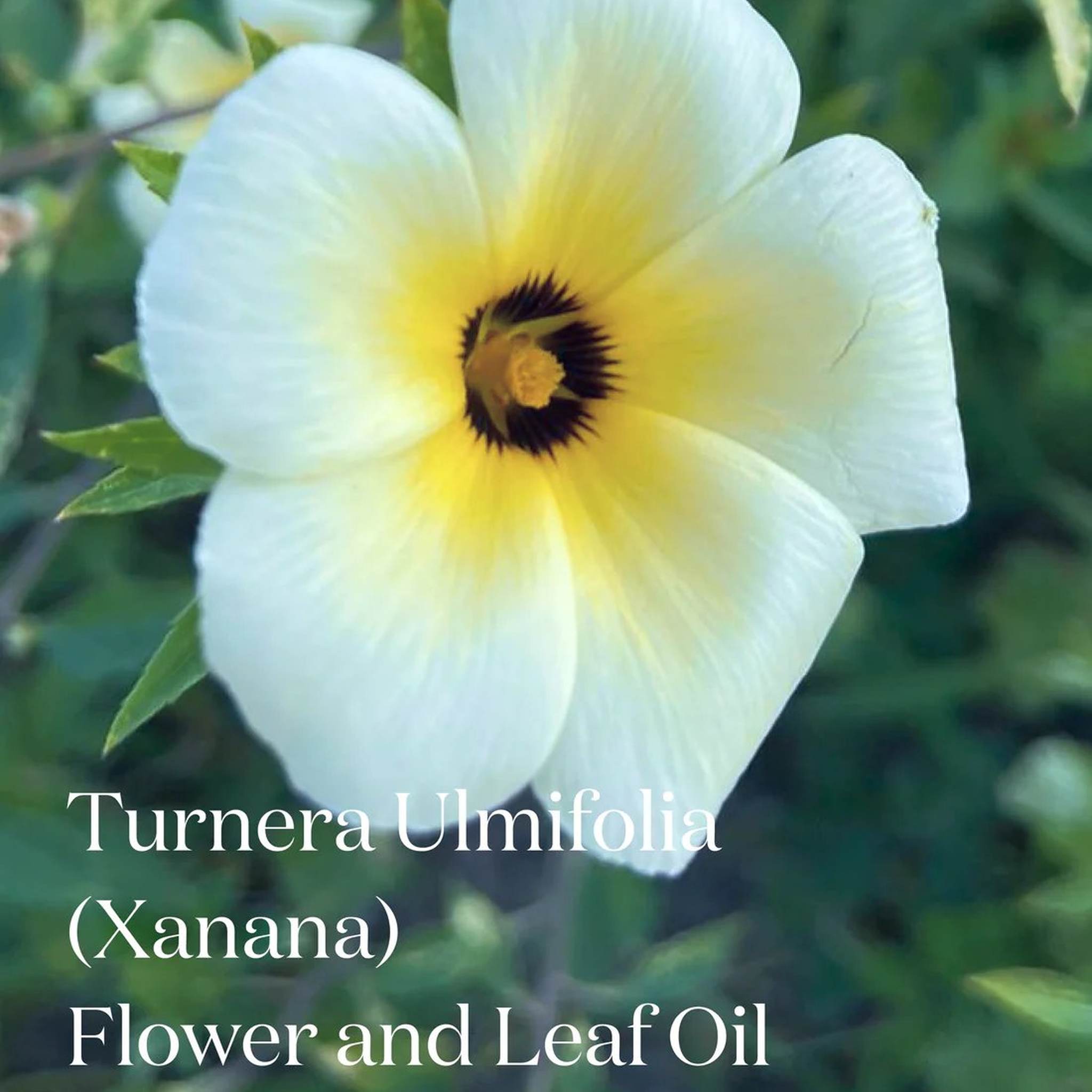 White Turnera Ulmifolia Xanana flower with yellow center and green leaves highlighting key ingredient in Symbiome The Renewal