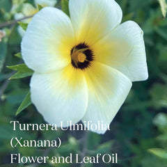 White Turnera Ulmifolia Xanana flower with yellow center and green leaves highlighting key ingredient in Symbiome The Renewal