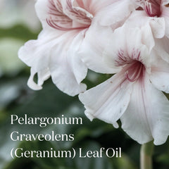 Key ingredient Pelargonium Graveolens Geranium Leaf Oil blossoms in The Reset Clarifying Cleanser
