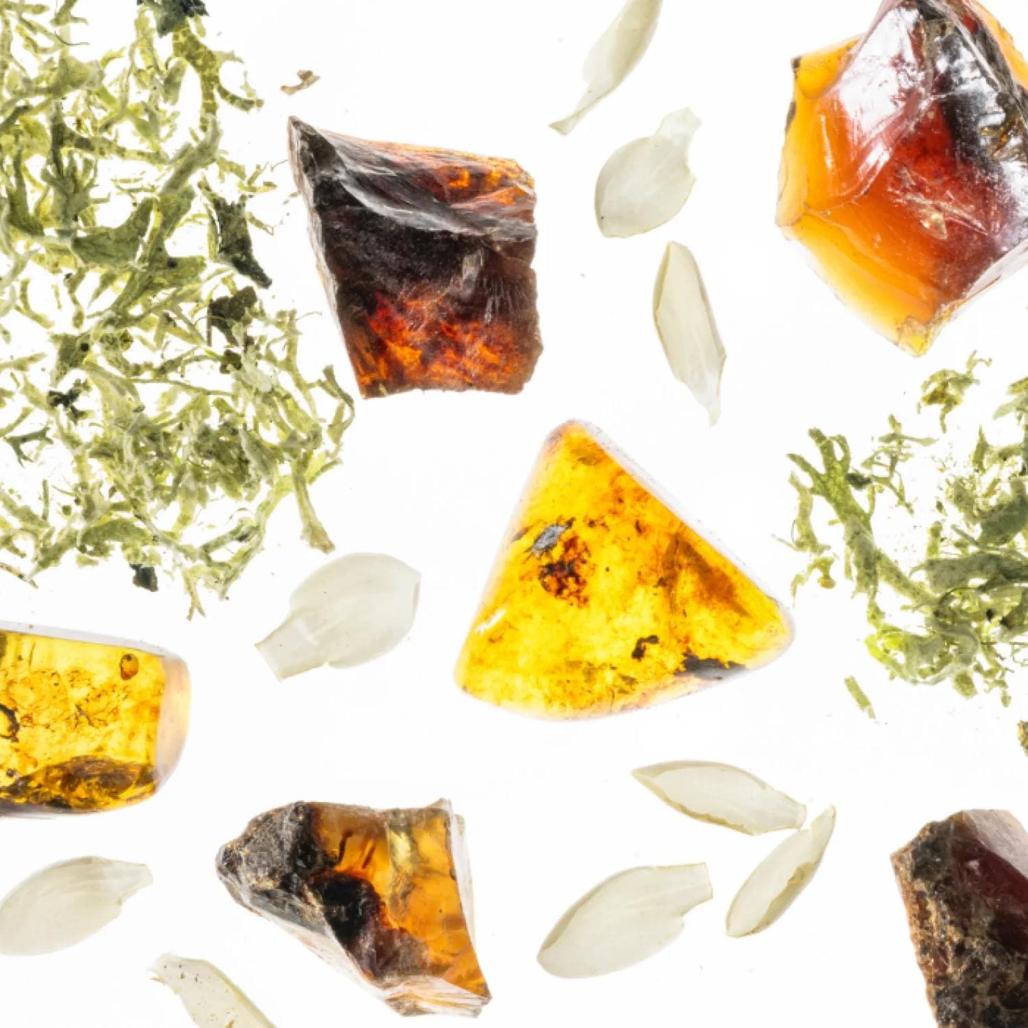 Raw amber stones with green moss and white petals representing the Golden Amber fragrance notes