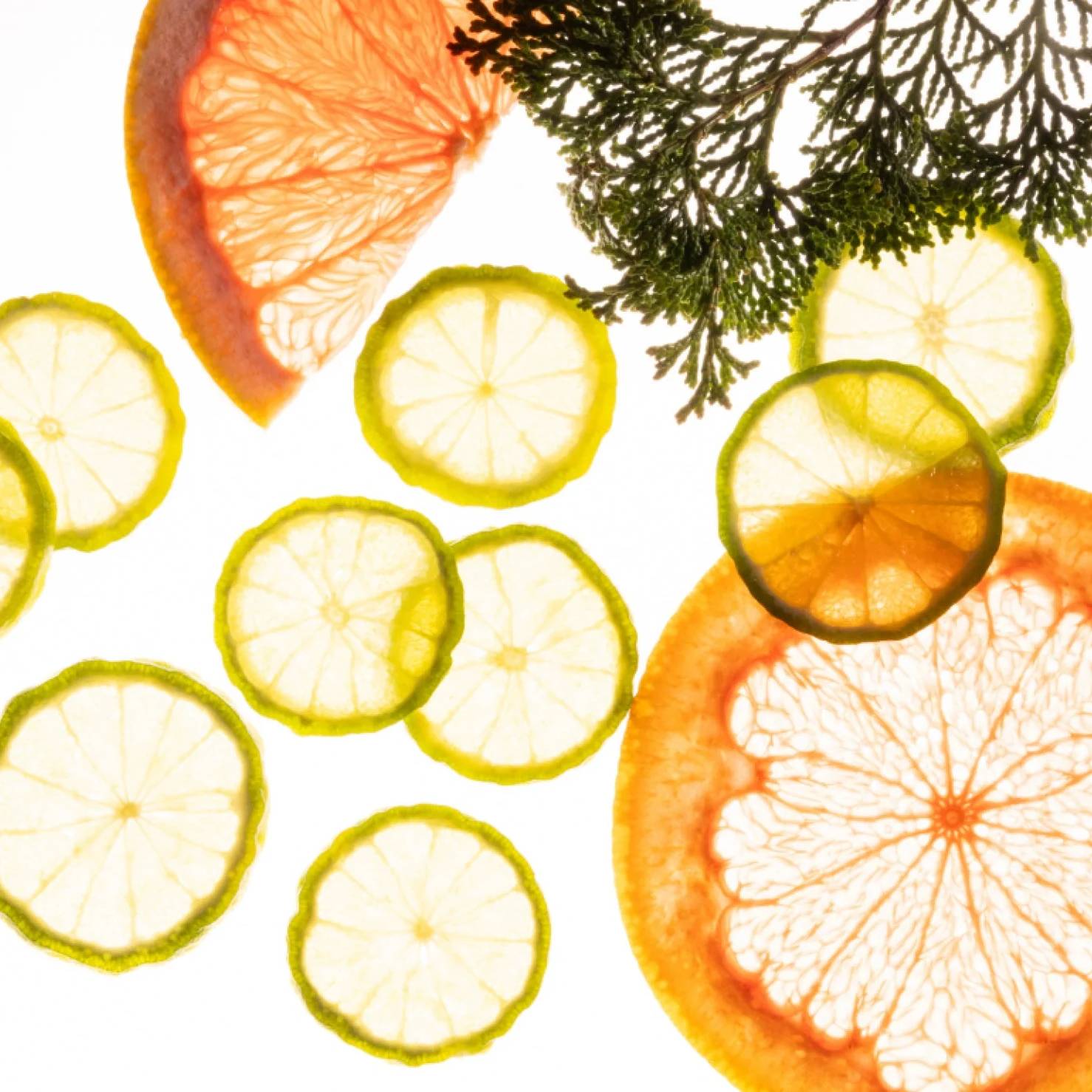 Backlit bergamot and pink grapefruit slices with a cypress sprig representing the Sparkling Bergamot scent notes