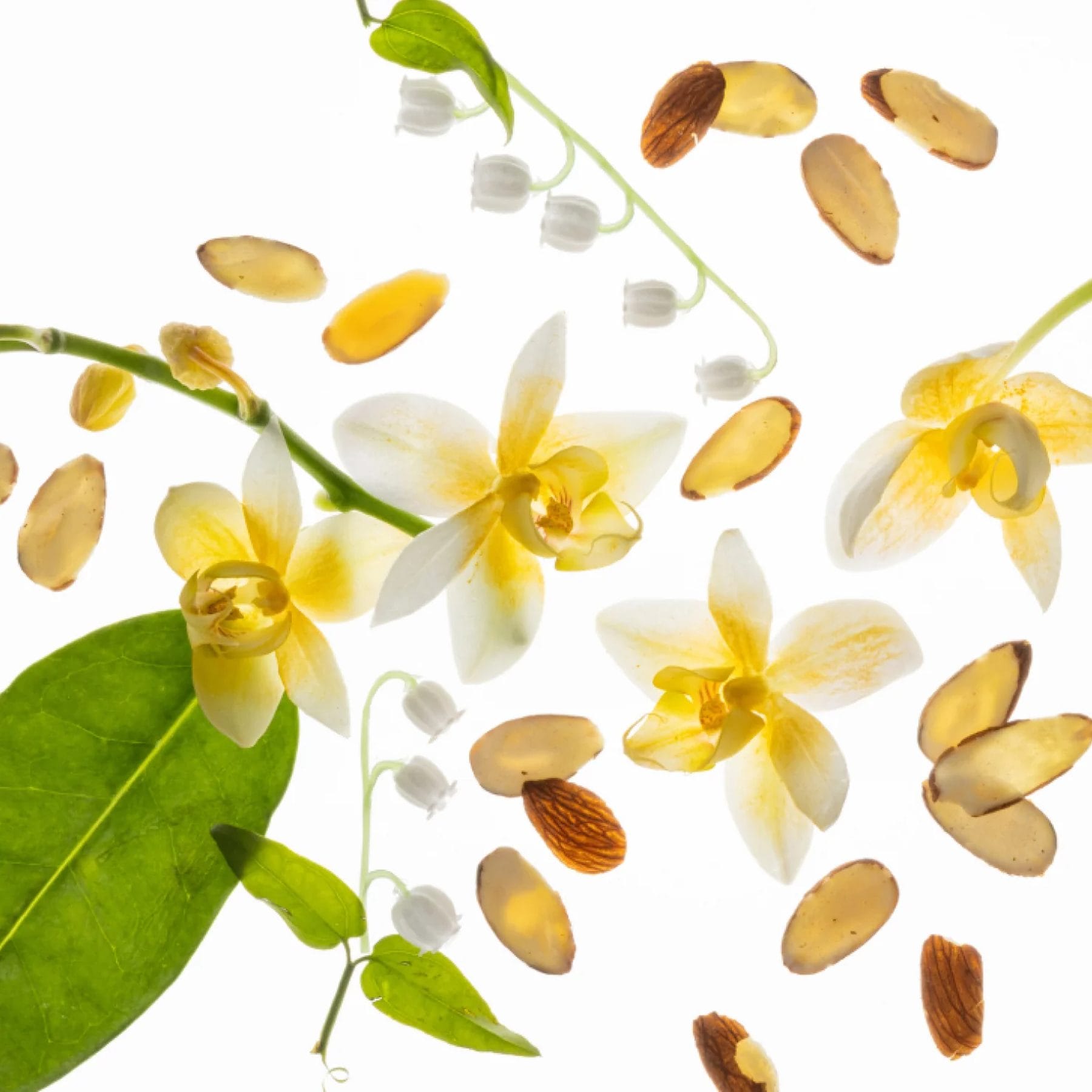 Vanilla orchid flowers with sliced almonds lily of the valley and green leaves representing the Vanilla Velvet scent notes